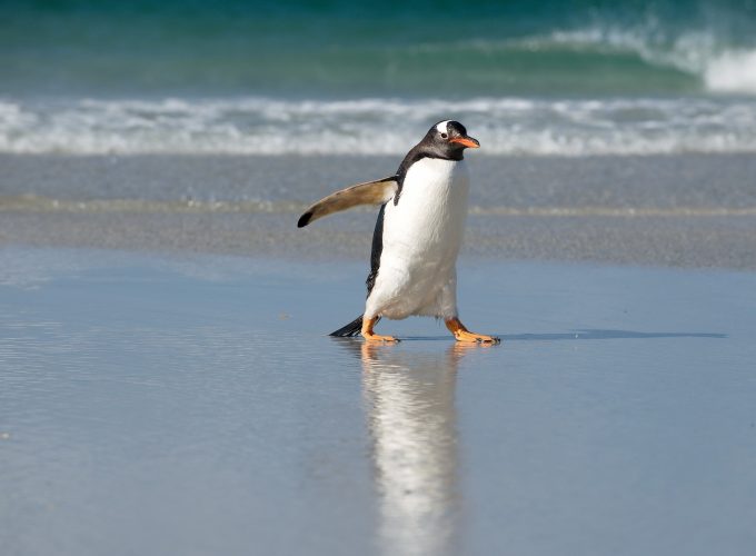 Wallpaper Pinguin, shore, sea, ocean, cute animals, Animals 534587718